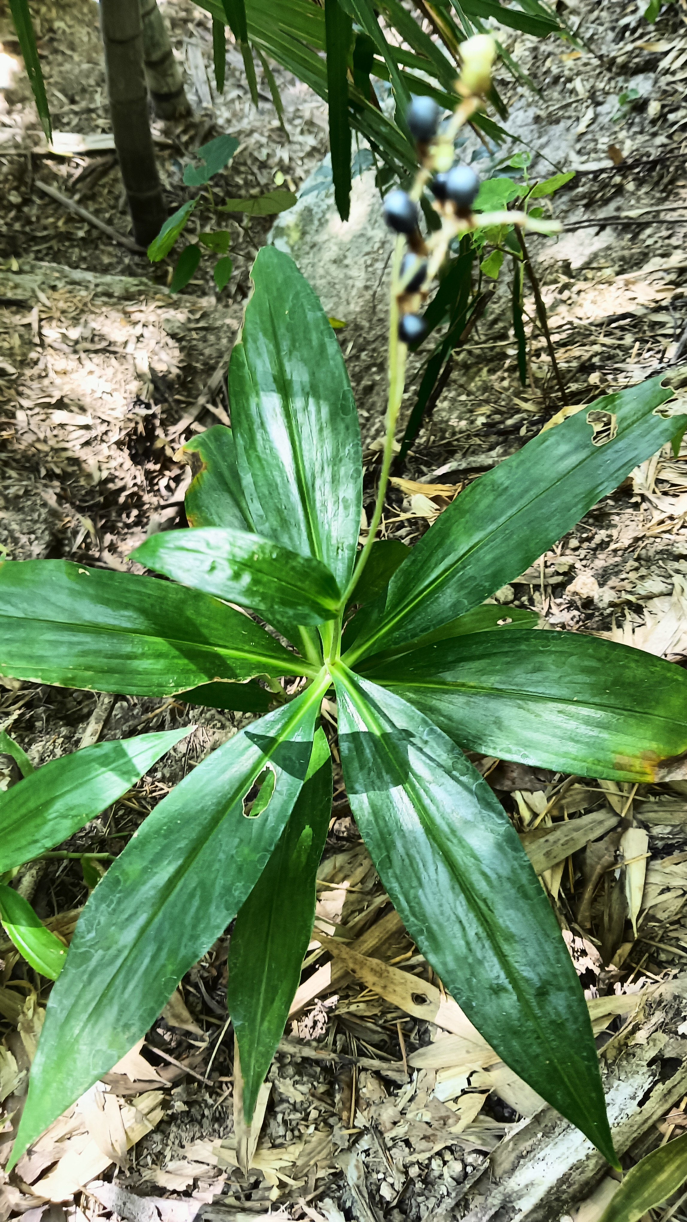 这几种植物,一般人一种都认识