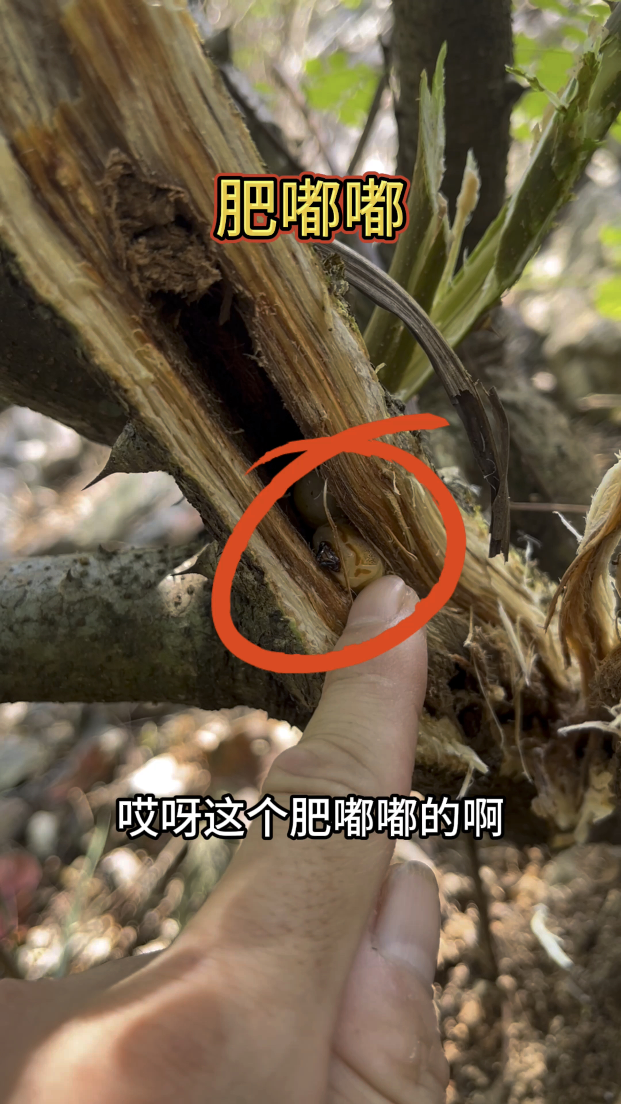 营养美味,胖墩墩.#游砍斗米虫 #滋补养生 #真实户外 #中药材