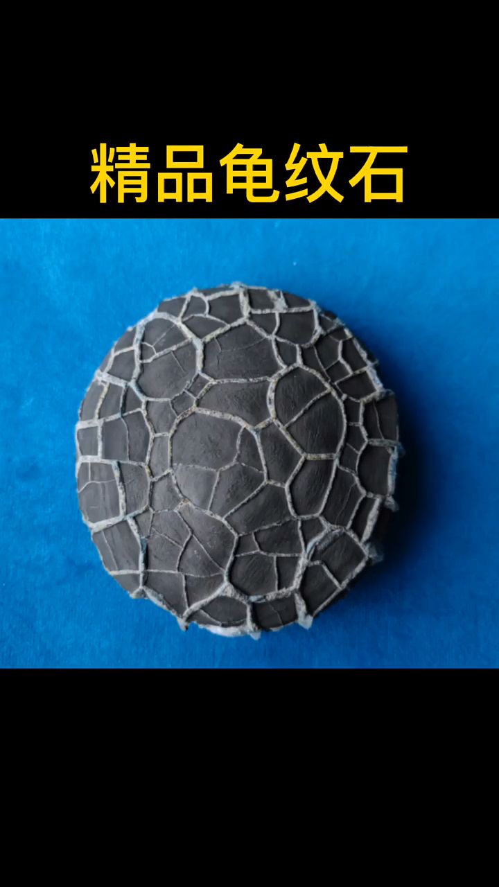 精品龟纹石原石欣赏