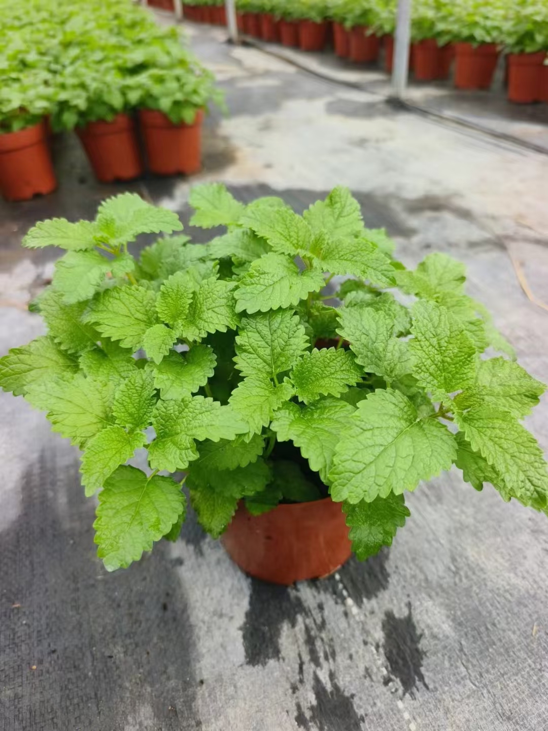 香味盆栽(香味盆栽植物)