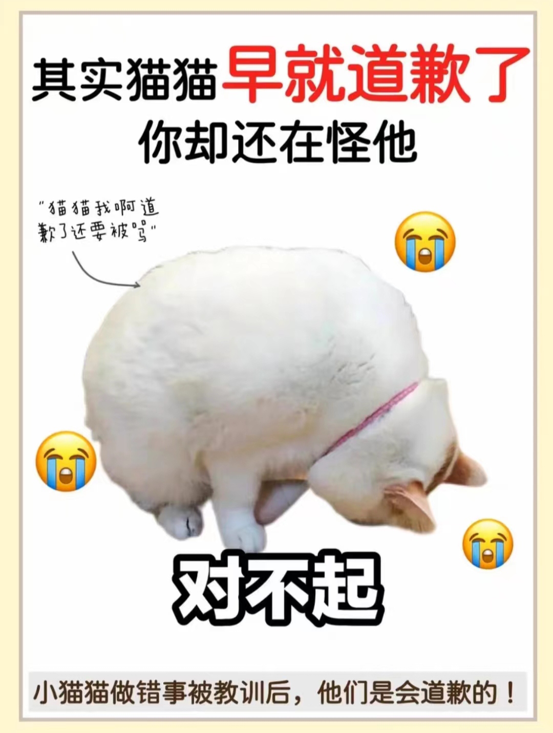 以下内容给你列出几点小猫咪认错的表现看看铲屎官读懂了没有