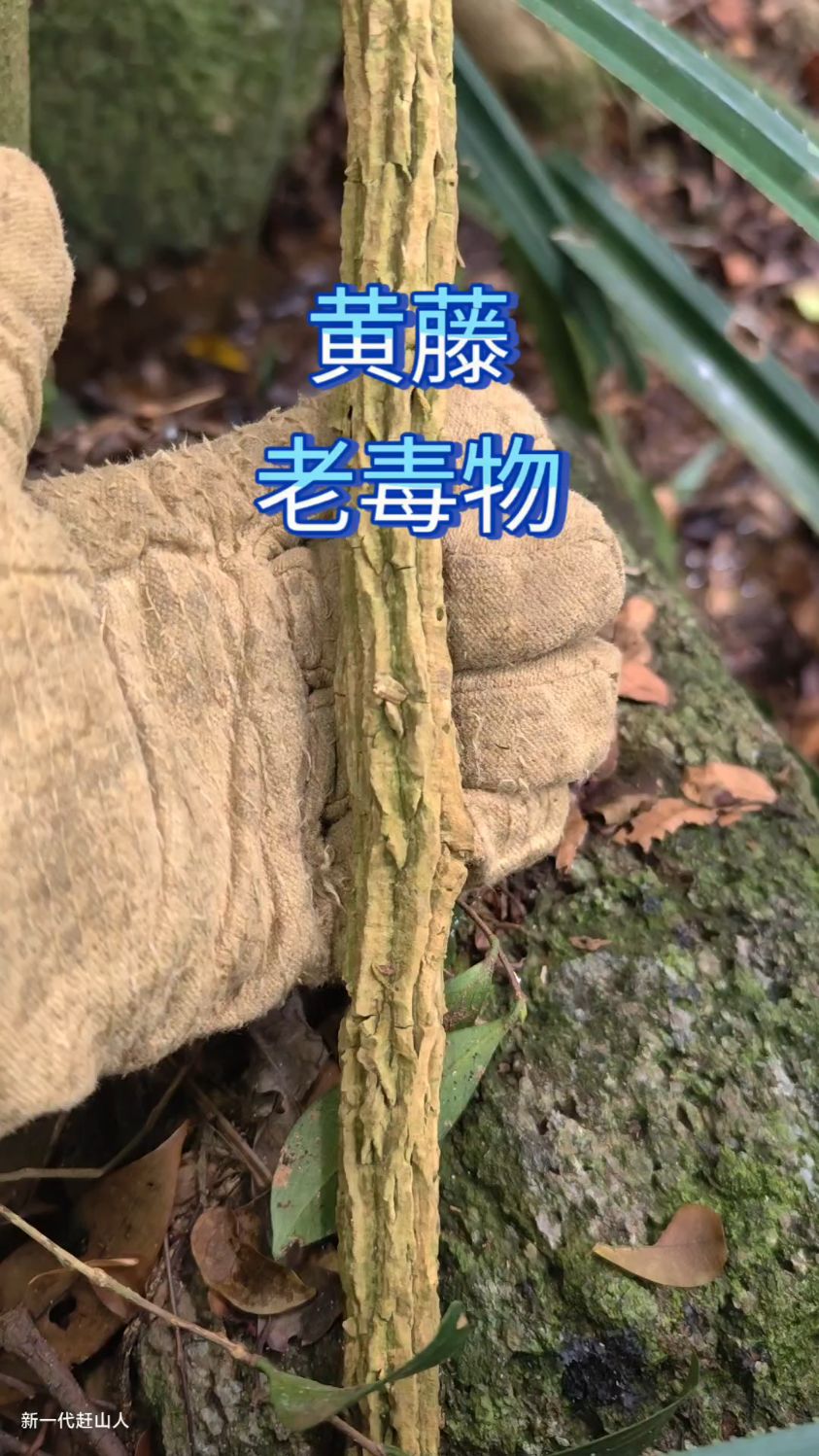老毒物 黄藤断肠草老藤