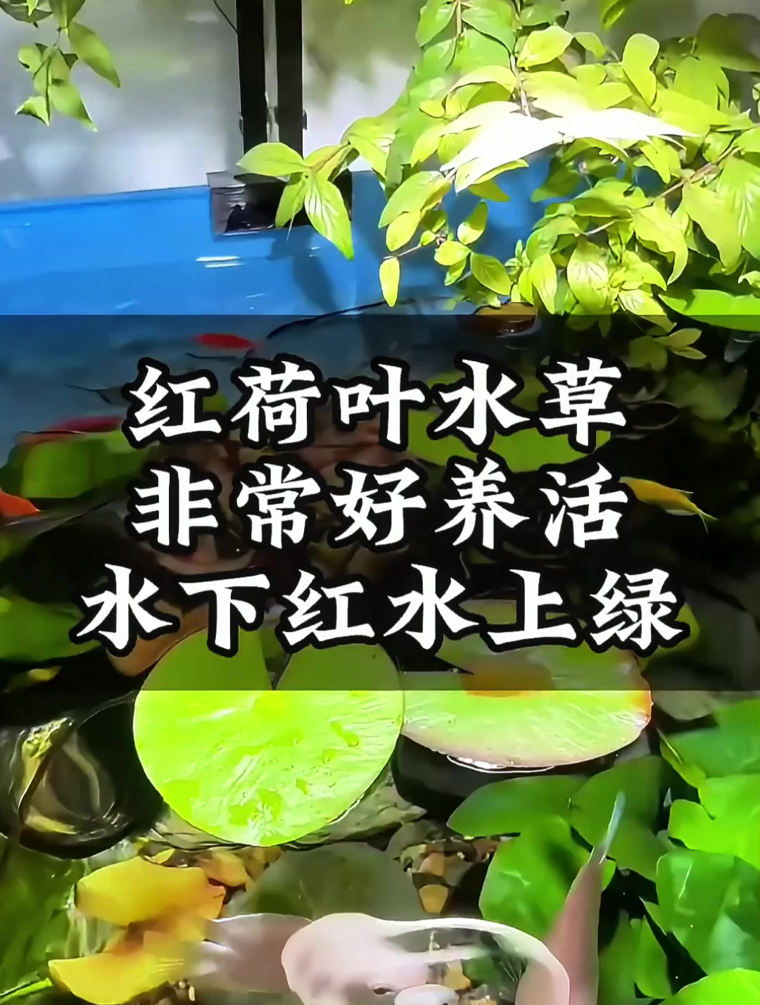 红荷根水草,为热带鱼鱼缸带来水下红叶,水上绿叶及花开景象!