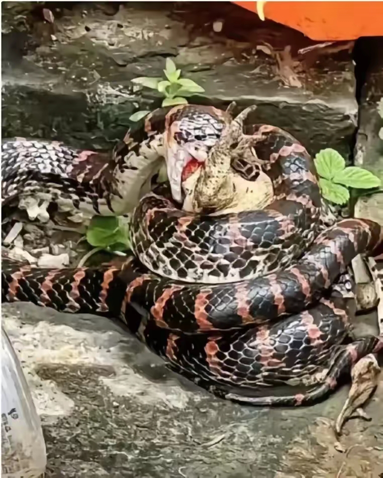 茂名,有一位村民傍晚在家门口吃饭的时候,意外的看见一条黑色的大蛇在