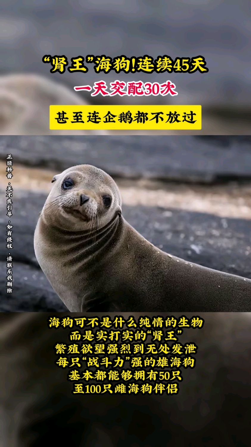 海狗叫声图片