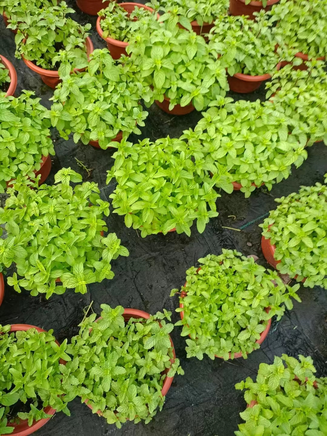 薄荷盆栽留兰香可食用四季常青好养易活可水培客厅桌面绿植清香味