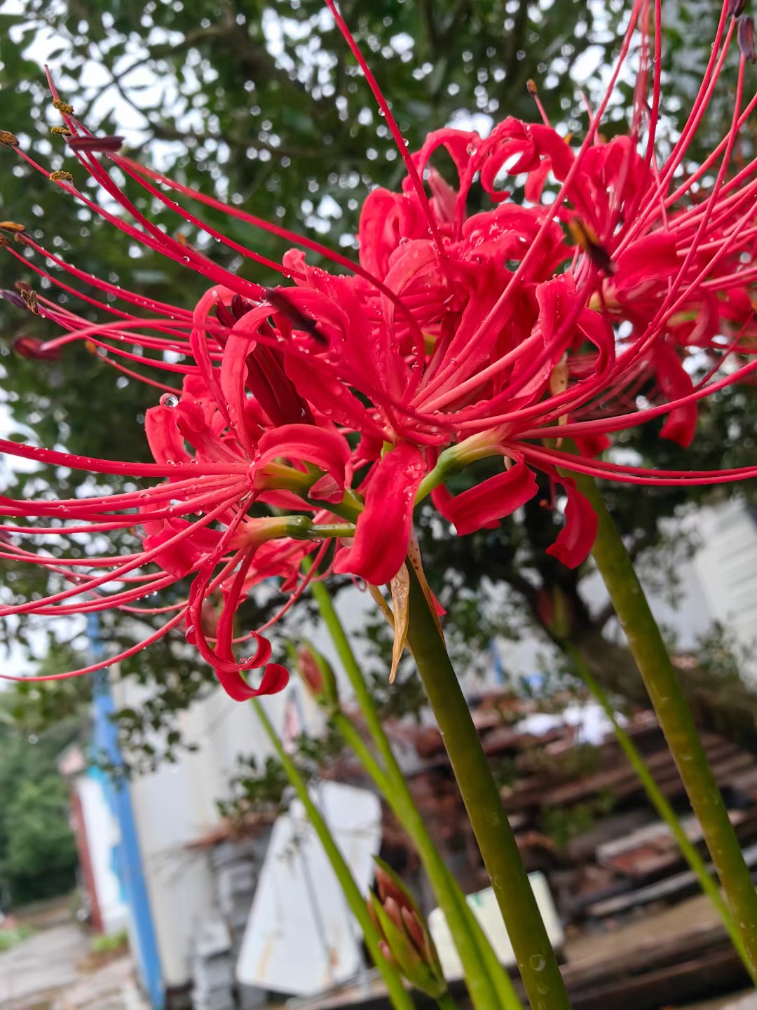 彼岸花,又名曼珠沙华,是一种充满神秘色彩的花卉,属于石蒜科多年生