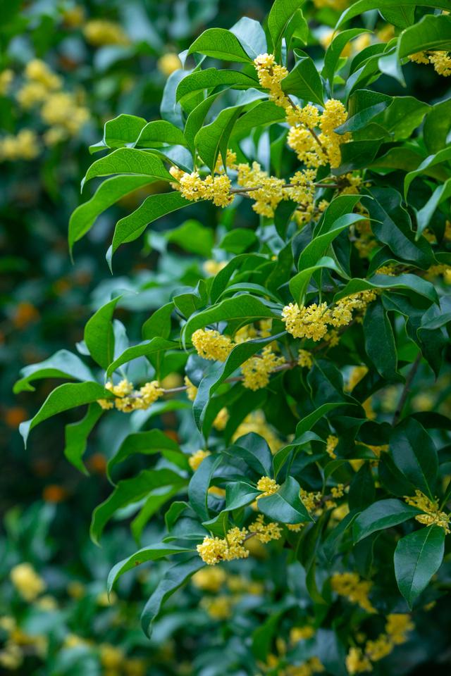 终于闻到了桂花香,仿佛一夜之间全开了……想起了桂花酒,桂花糕,桂花