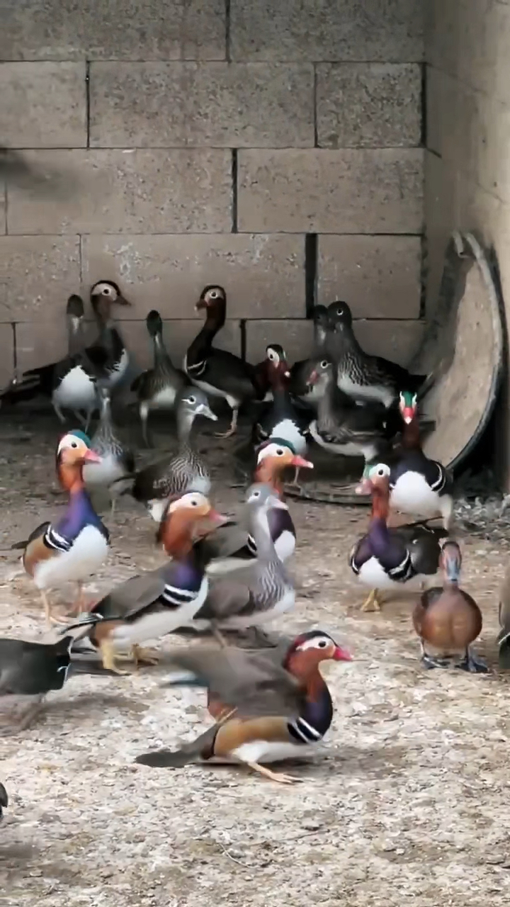 观赏水族之七彩鸭鸳鸯