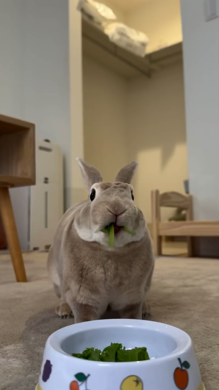 假期小确幸:看小兔子嚼青菜