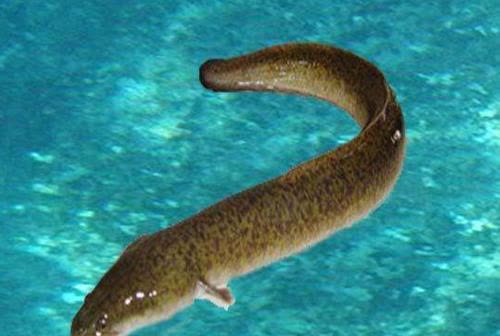 金鳗鱼说:"你放了我,我保你贵不可言;你杀了我,我要你家破人亡