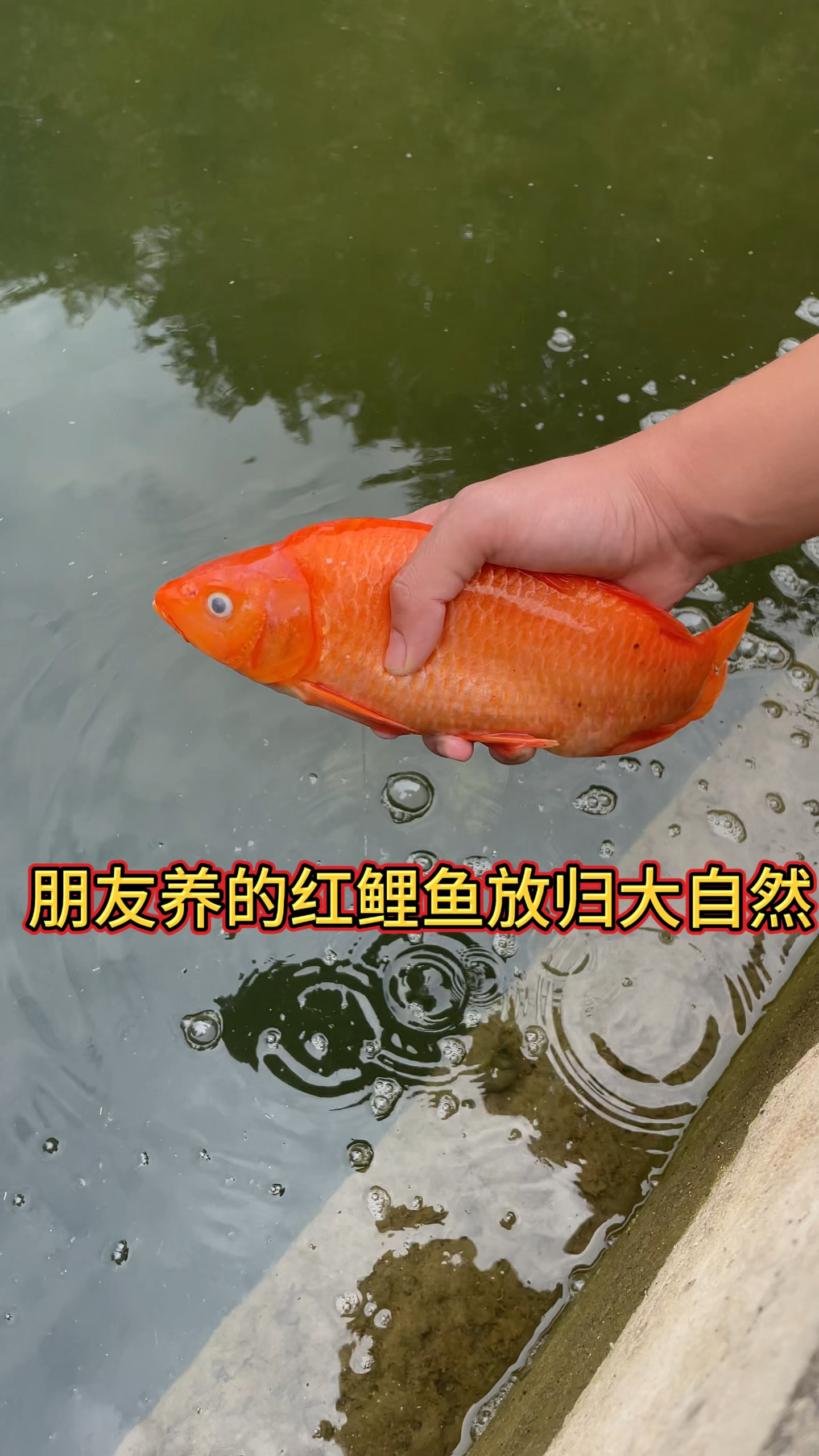 朋友养的红鲤鱼放归大自然