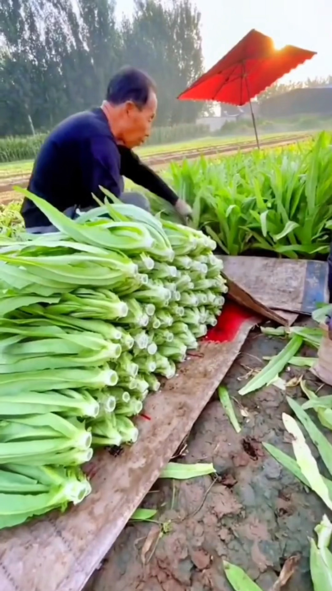 种什么菜效益最高(种植什么蔬菜效益高)