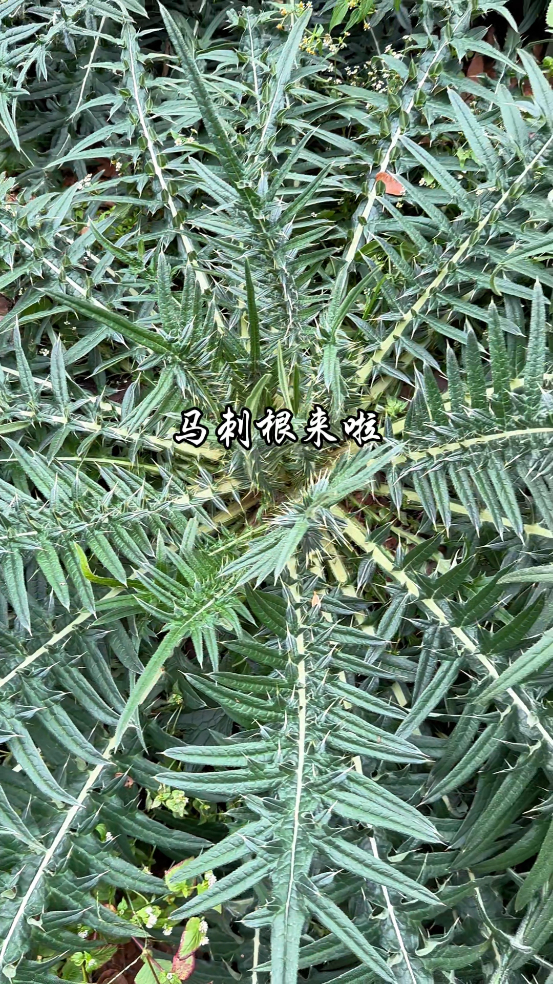 新鲜的马刺根来啦,想吃你就来!