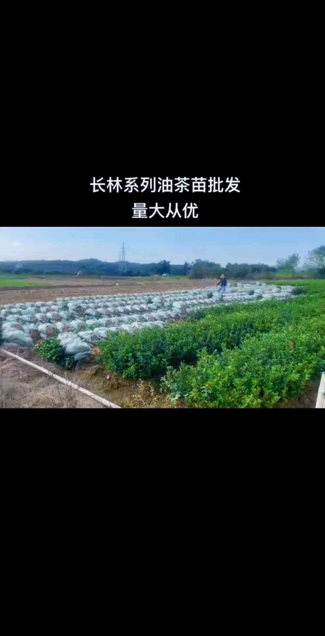 丰城白土镇油茶苗基地图片