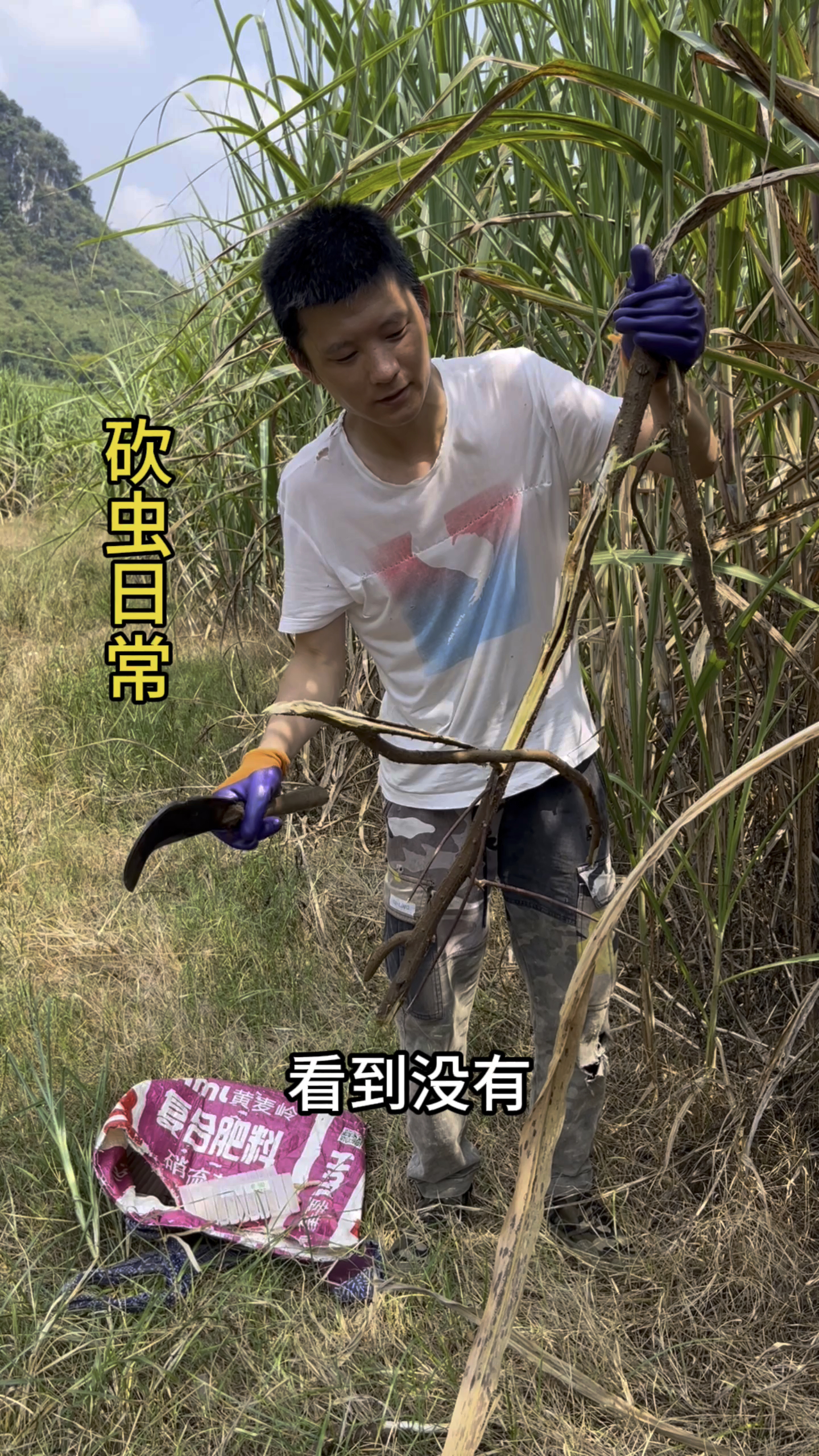 砍虫日常#真实户外 #斗米虫 #中药材 #滋补养生 #泡酒好材料