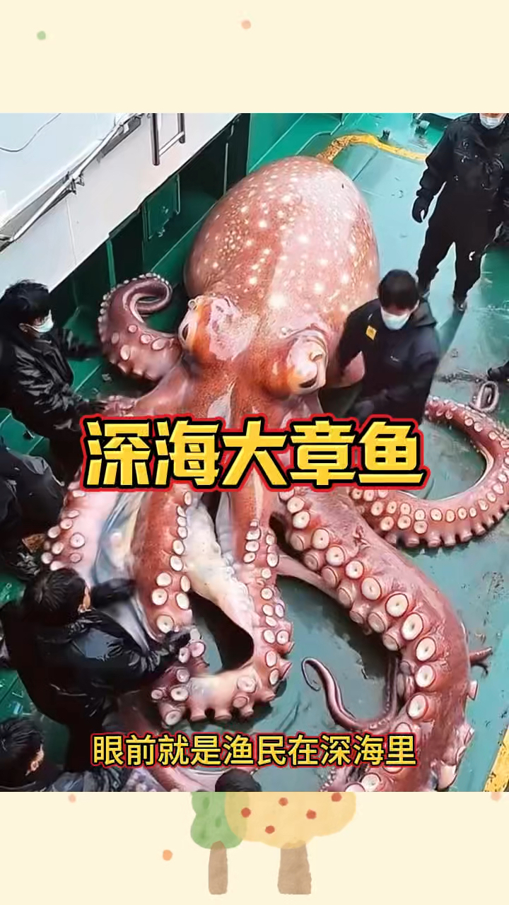 深海大章鱼,价值不菲