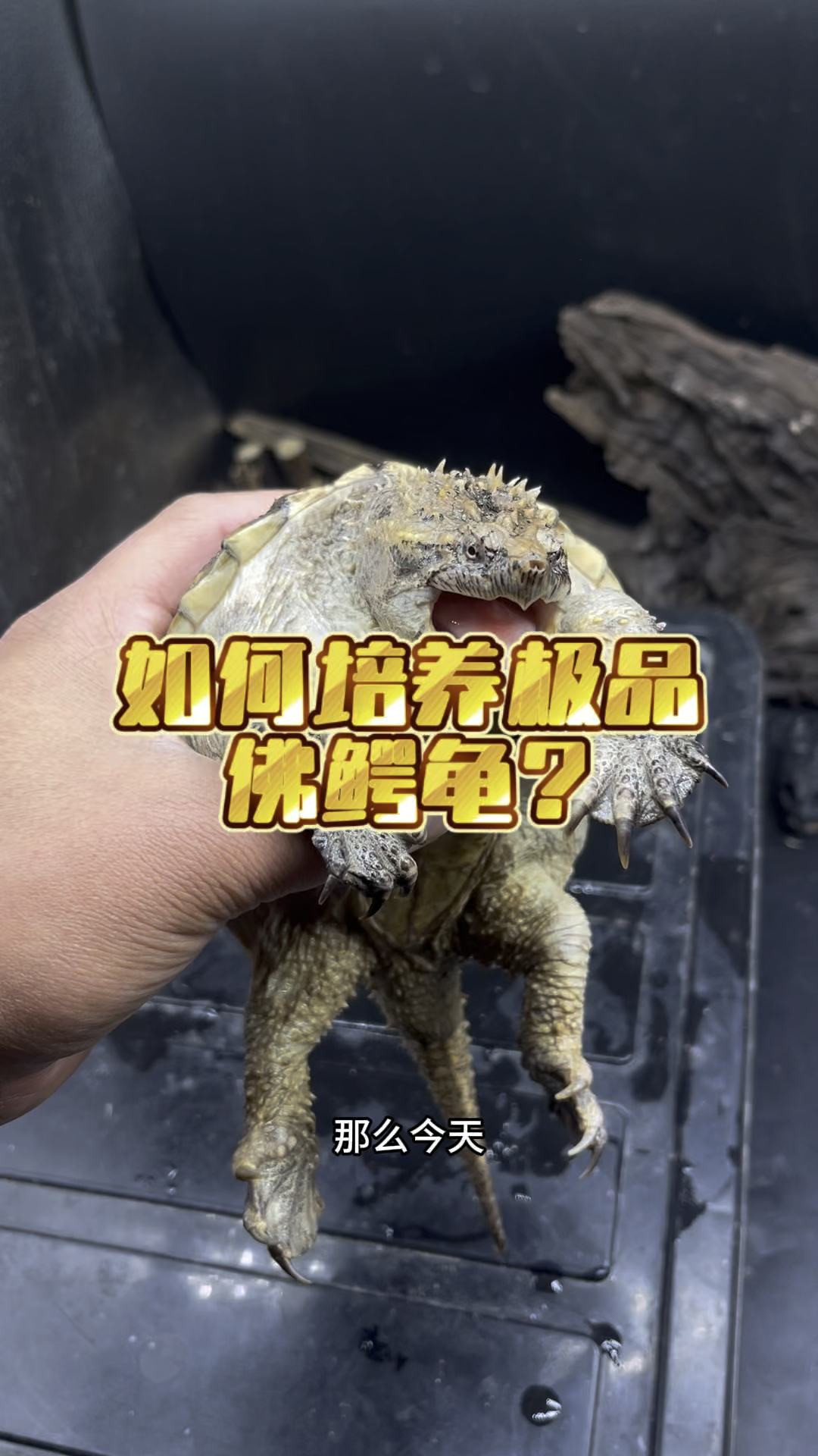 大家都在养佛鳄龟那你知道如何培养一只极品的佛鳄龟嘛?我们来看