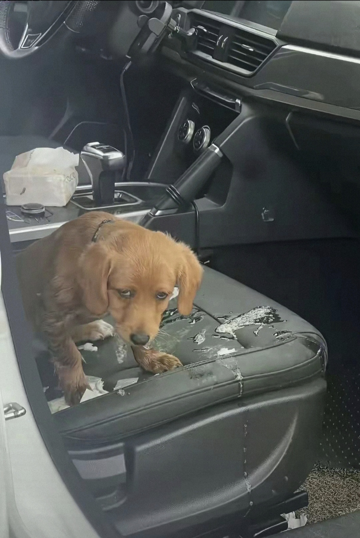 适应训练:在旅行前,可以逐渐让宠物适应在车内的环境,狗狗晕车宠物在