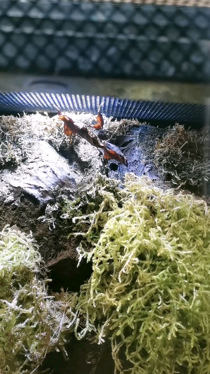长相奇特的幽灵螳螂像一片会移动的枯叶,真是大自然的鬼斧神工 !
