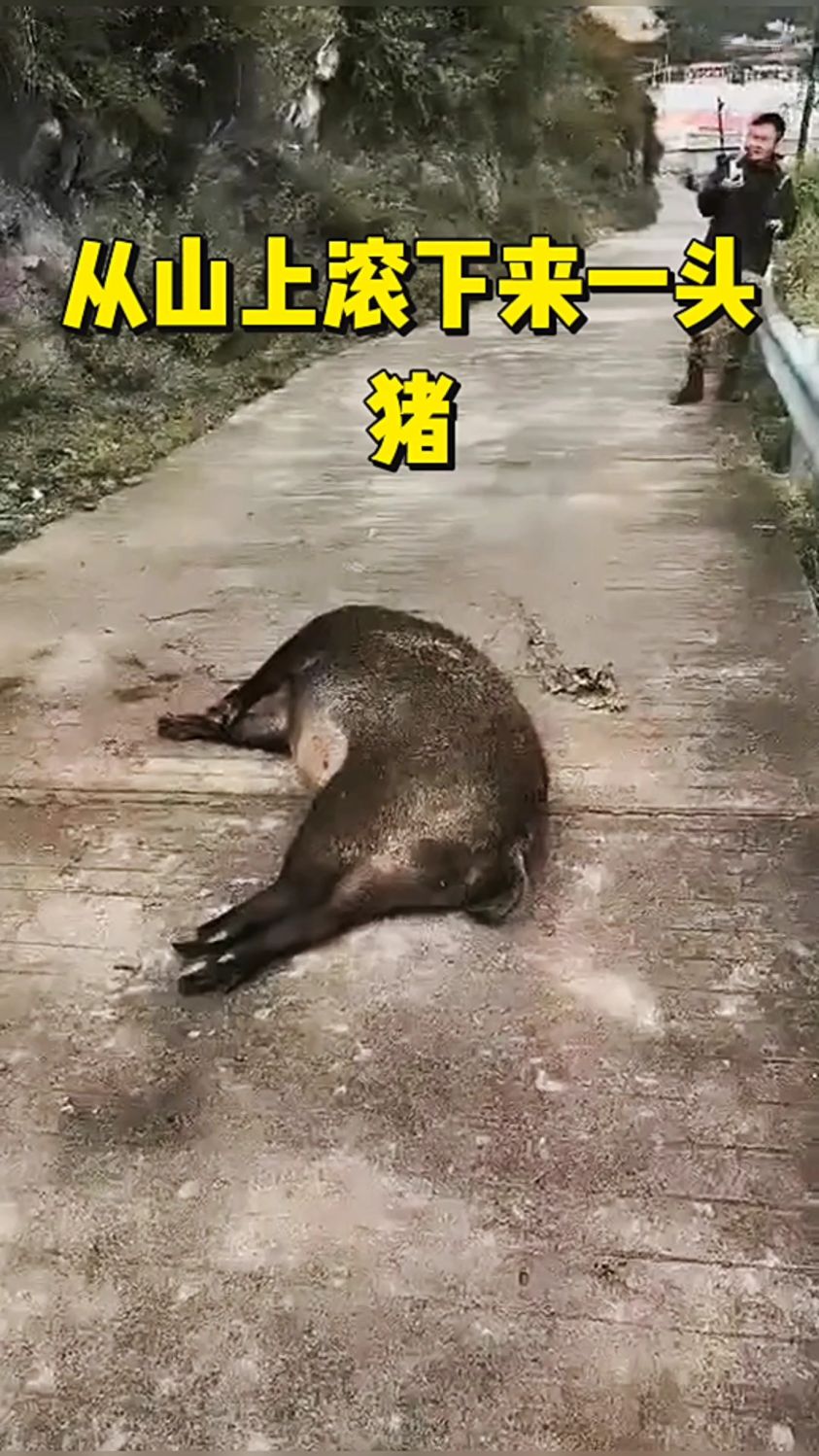 从山上滚下来一头猪
