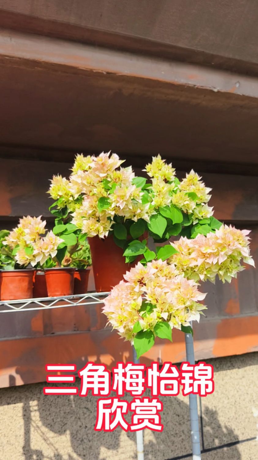 粉粉嫩嫩,重重叠叠,又勤花的重瓣三角梅怡锦!