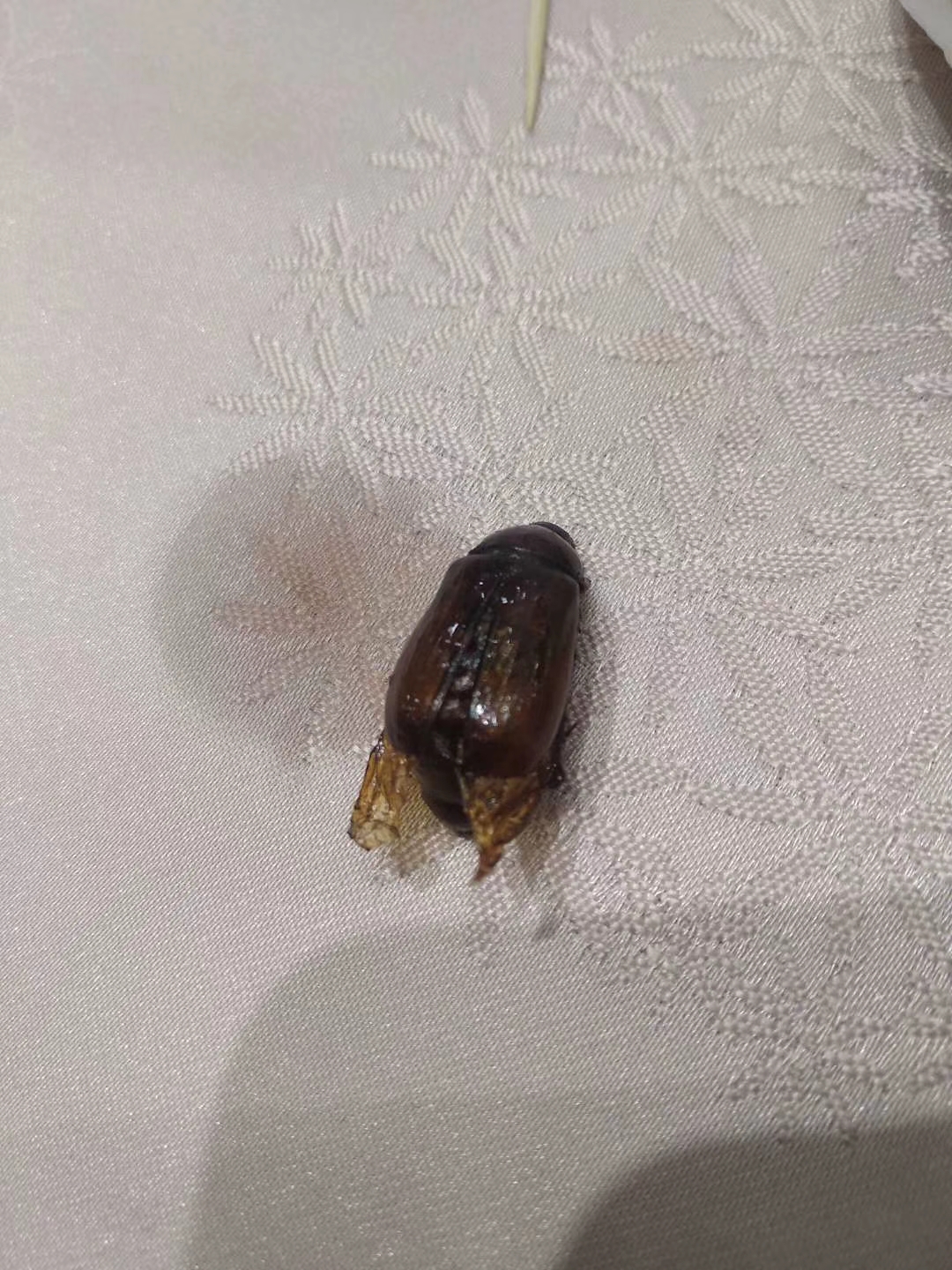 这个是什么虫子,你们吃过吗?我可没敢吃