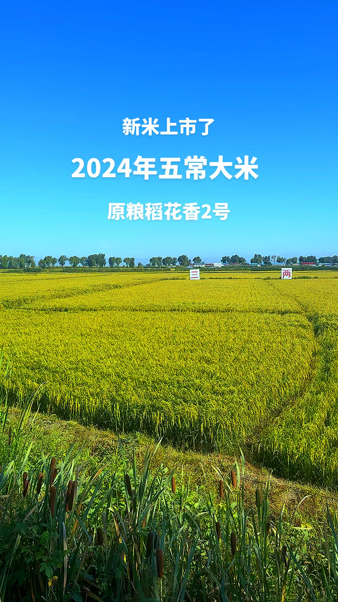 黑龙江五常市,2024年原粮稻花香2号,新米上市