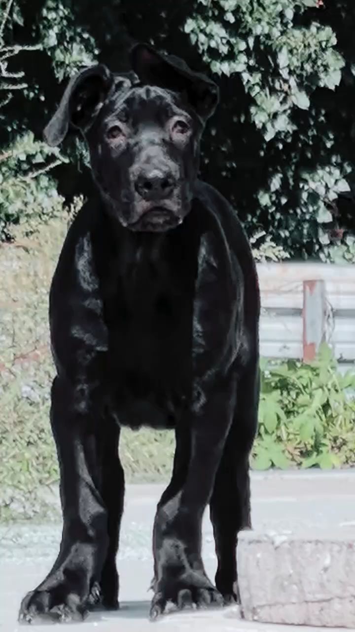 能长200斤的黑狼犬