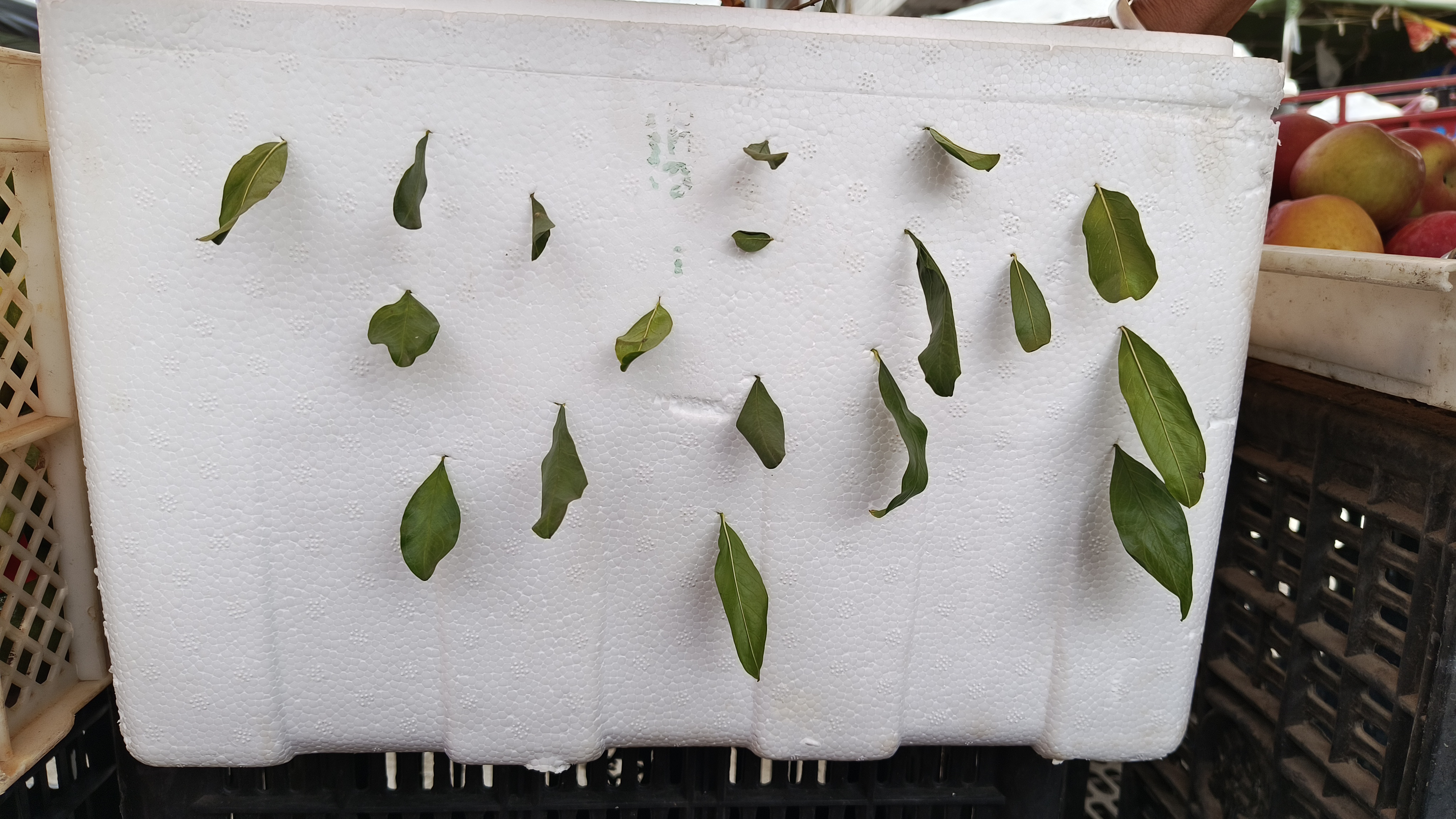 我是一名普通的打工青年,经过不懈的辛勤努力,在