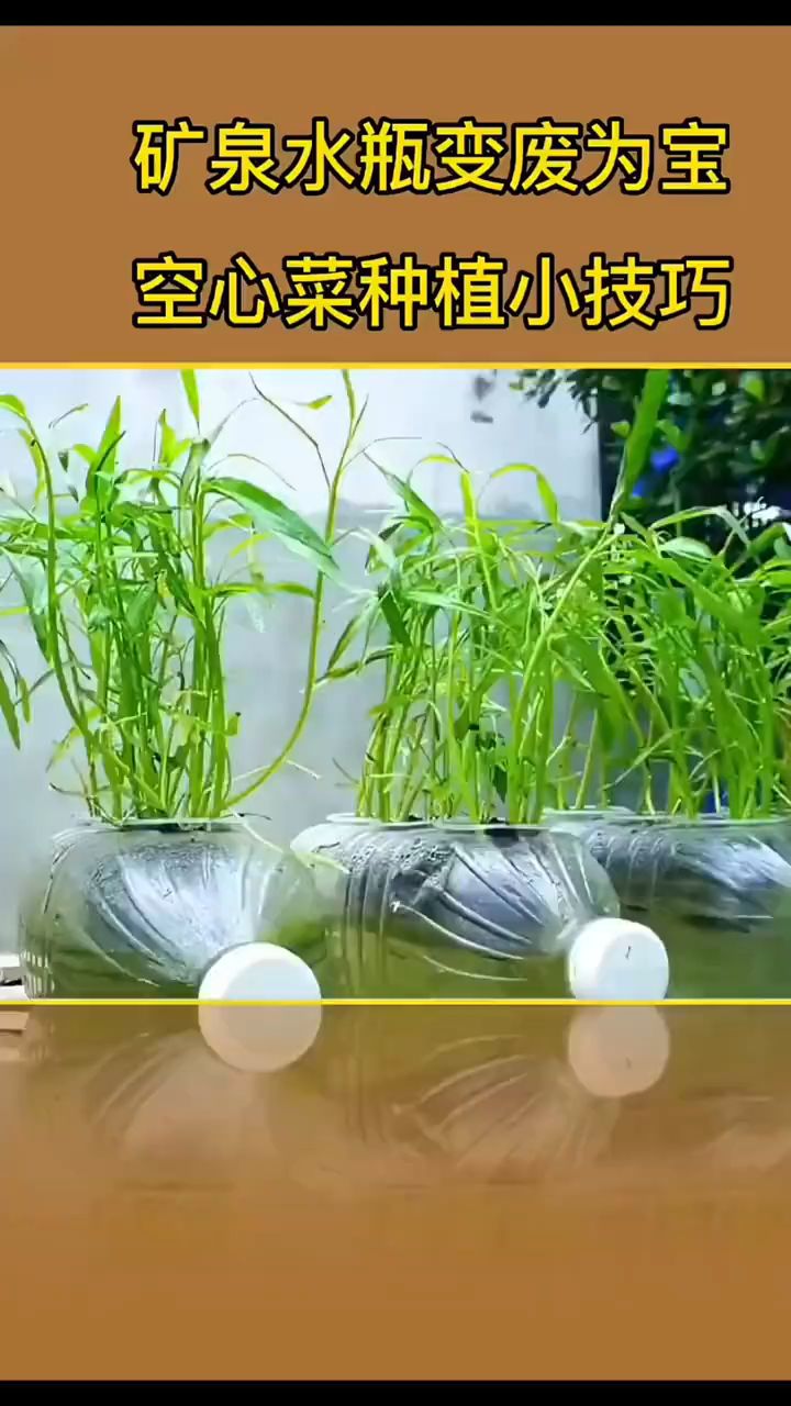 矿泉水瓶种菜图片