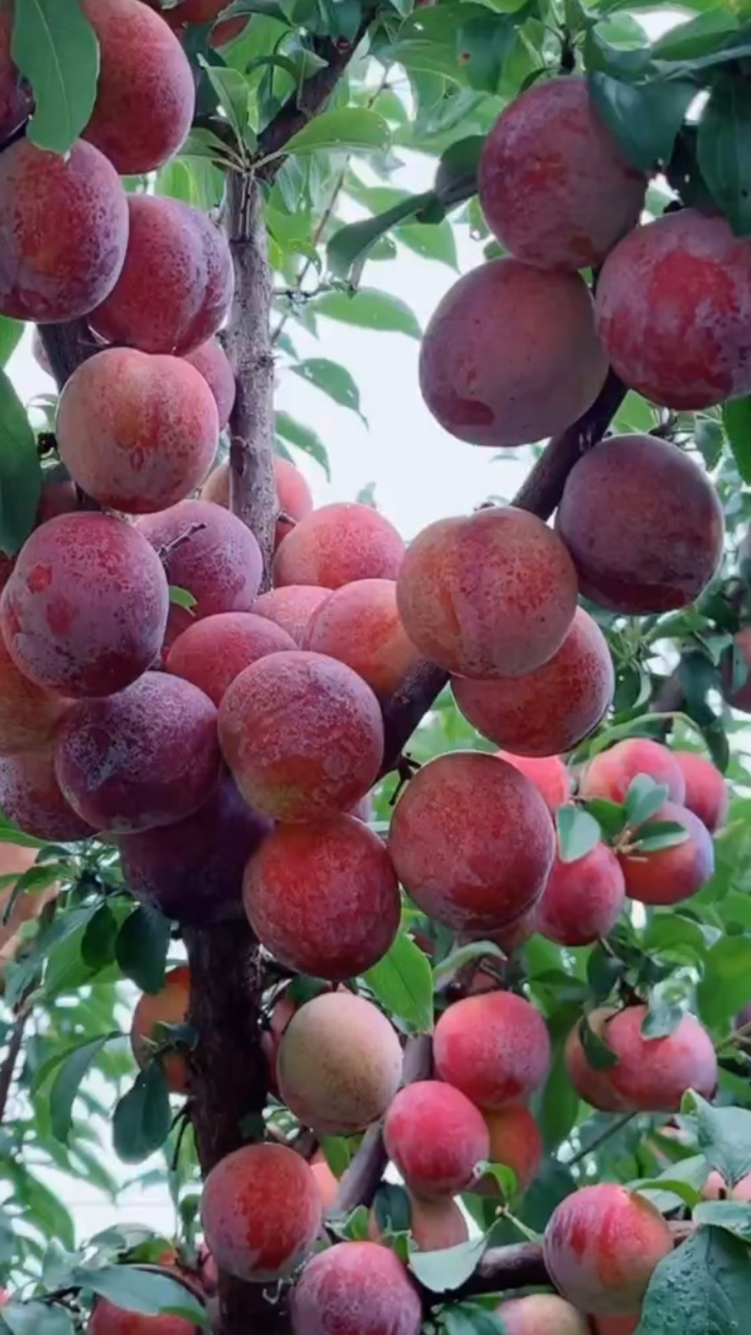 满树结满了大李子