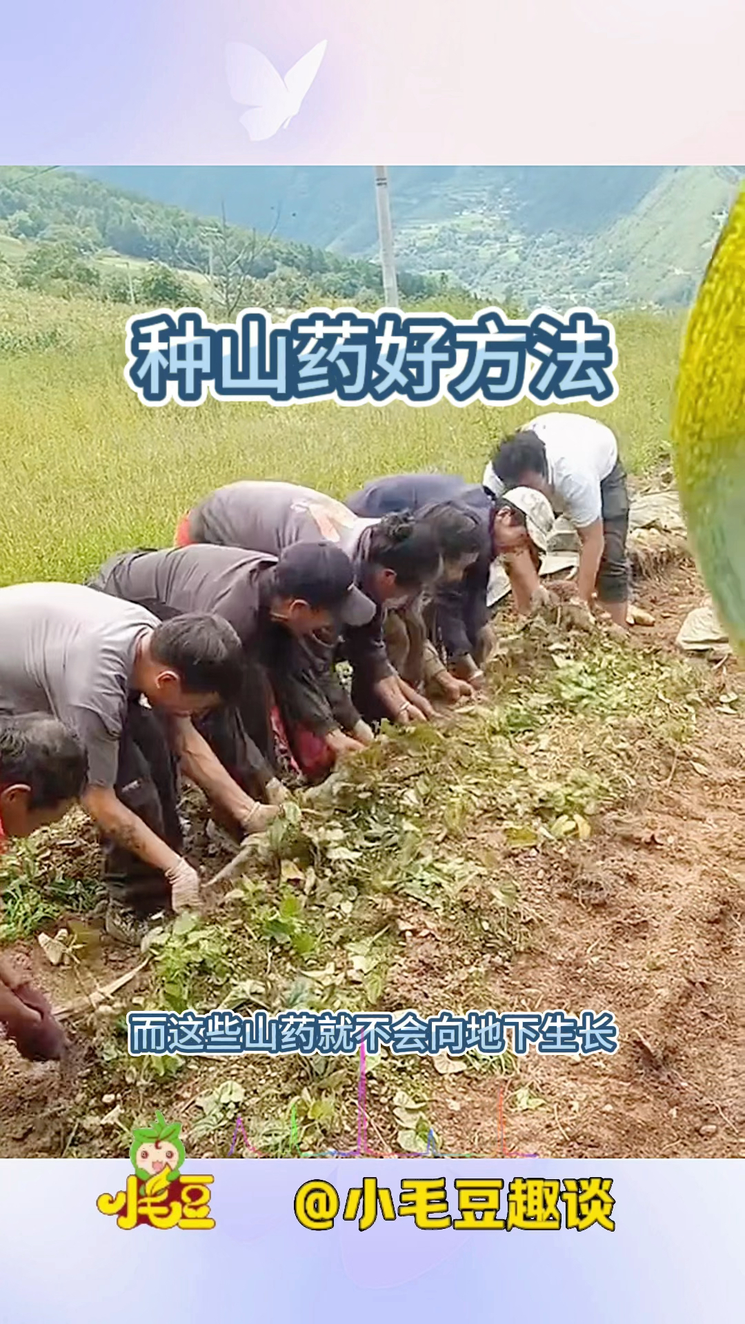 山药芋头栽培答疑图片