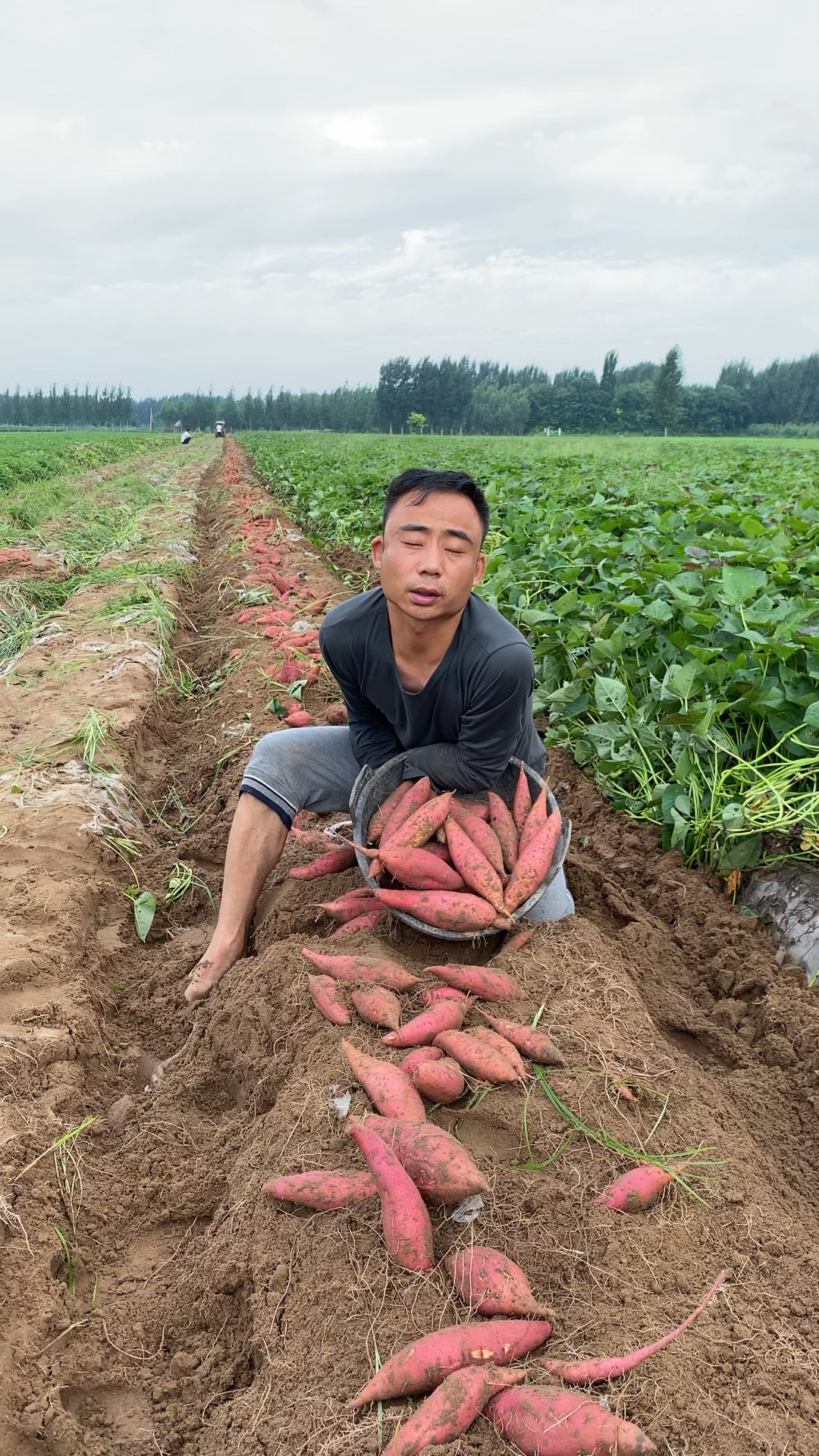 王木薯红土生存图片