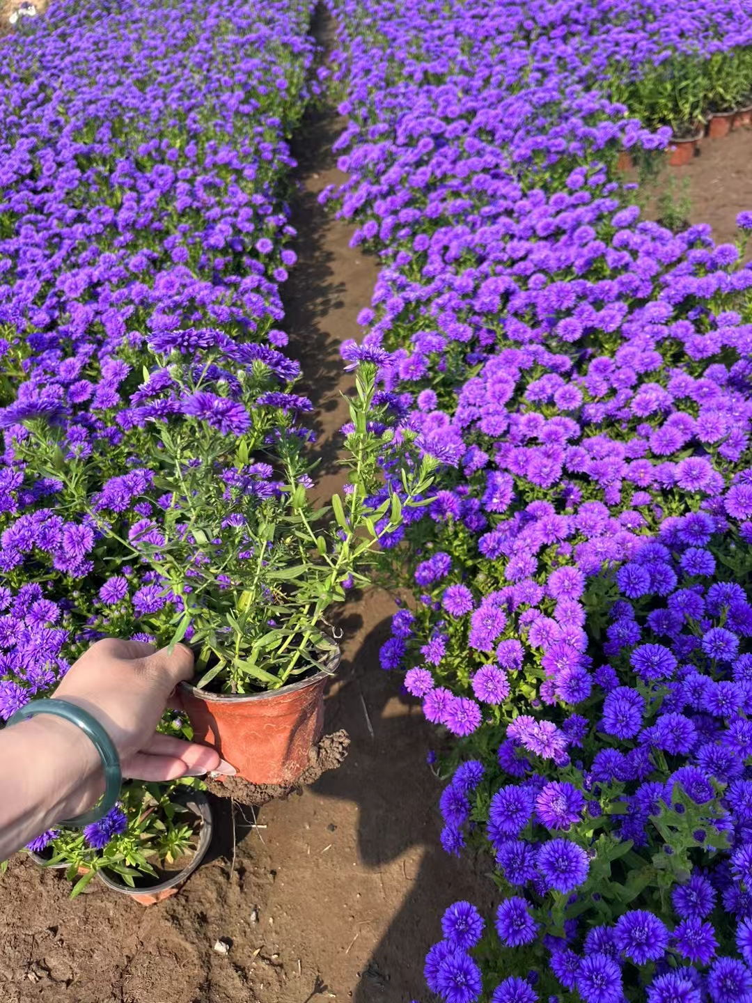 荷兰翠菊,作为一种美丽的观赏花卉,具有独特的魅力和丰富的园艺价值.