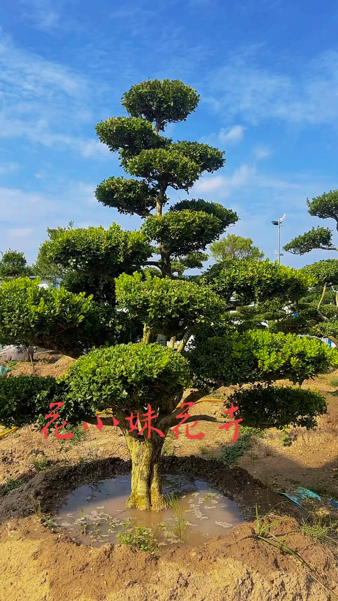 瓜子黄杨造型树四季常青不落叶耐寒耐旱南北方都可以栽植