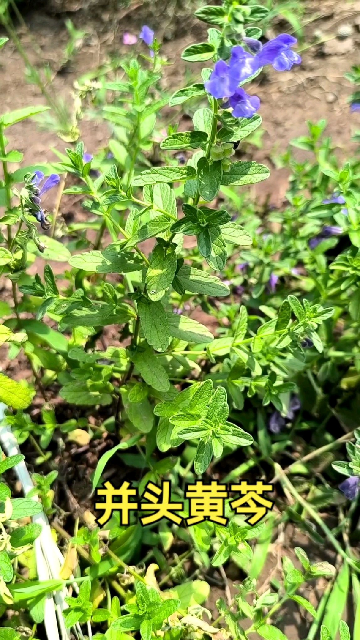 并头黄芩:黄芩属植物