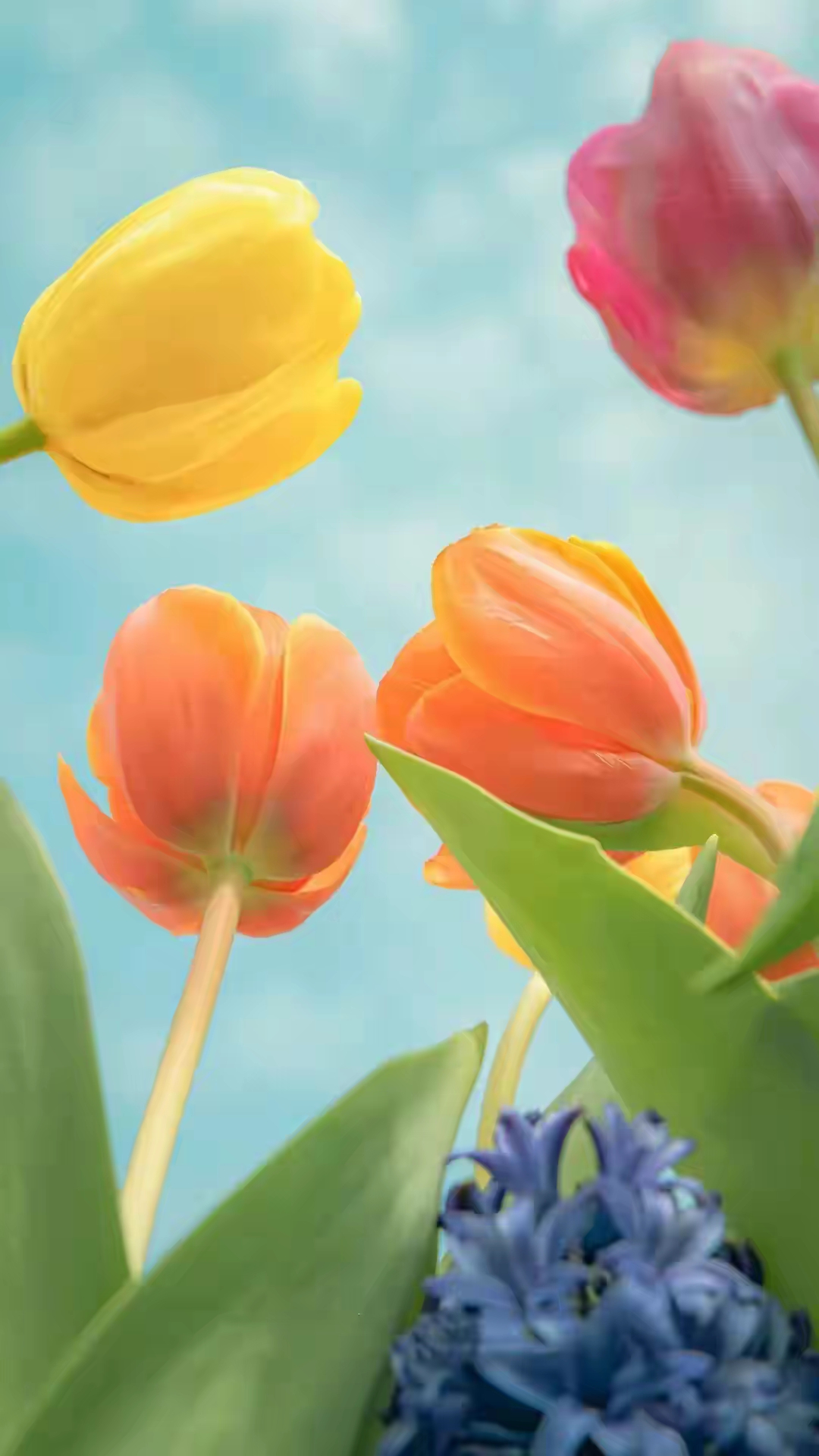 花花美图养眼养心flower.sharing #风景# #壁纸