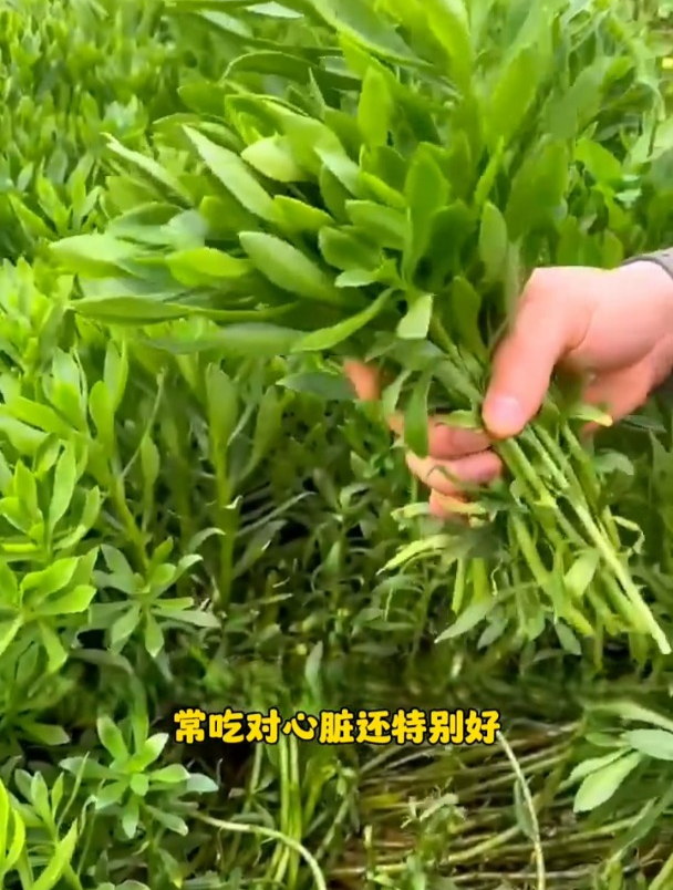 救心菜图片种植方法图片