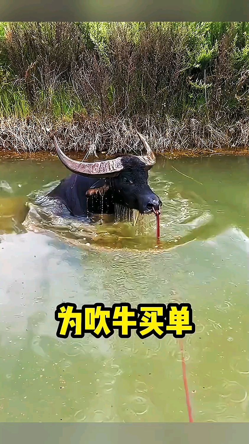 小水牛的叫声图片