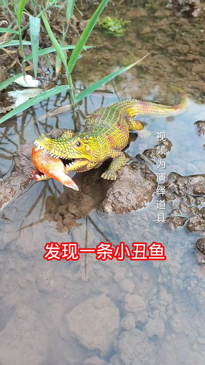 发现一条小丑鱼正在吃鱼