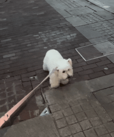 狗子脸上震惊的表情真的太真实了🤣part 1快牵上!