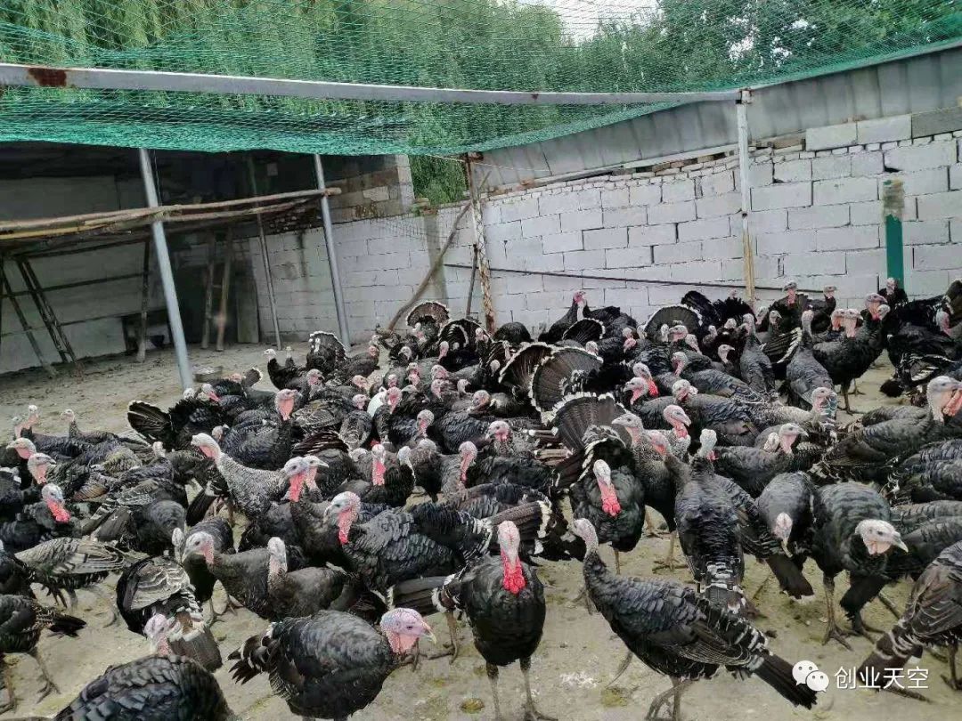 最暴利的养殖是什么?(现在最赚钱的养殖十大暴利养殖)