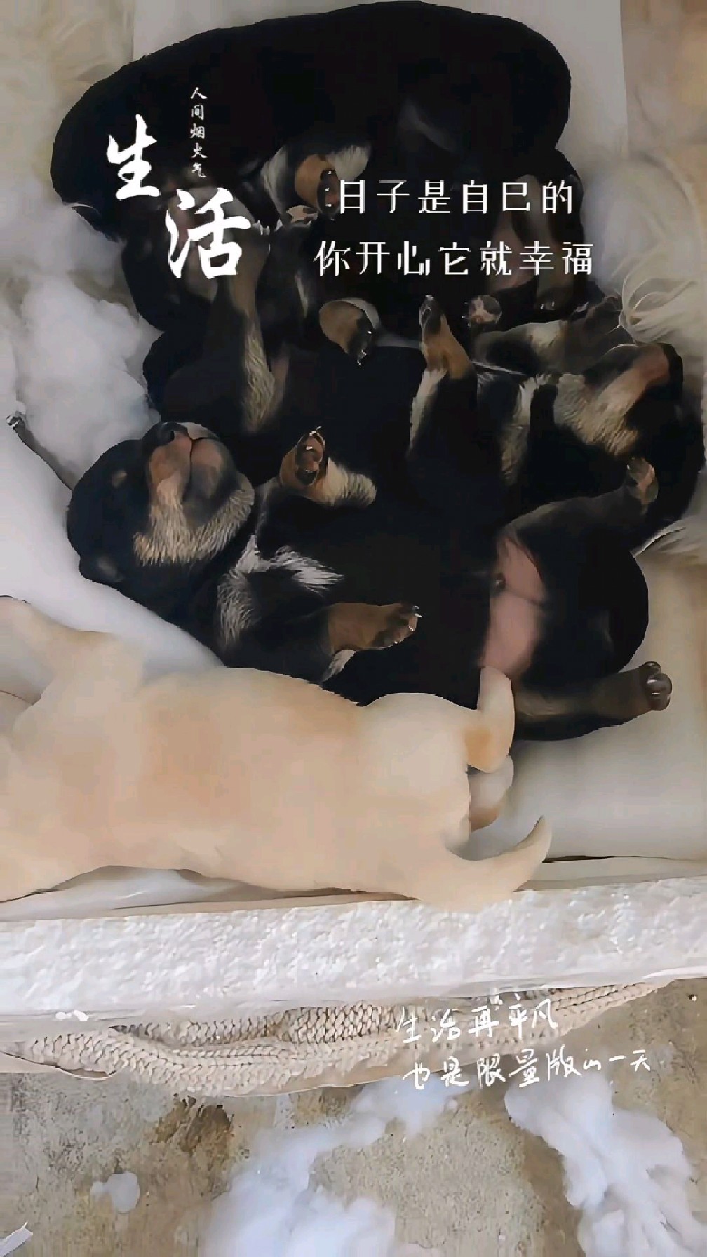 外国小土狗～柴犬～黑豆柴～～～小耙嘎～养狗人的快乐～小奶狗