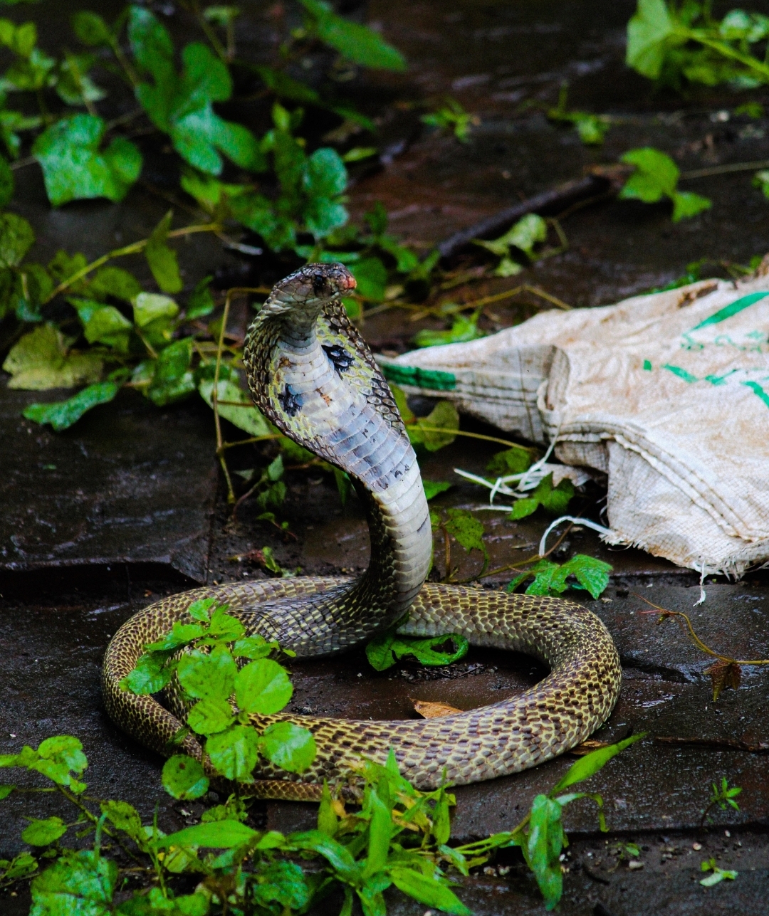 关于超度打死的蛇的信息