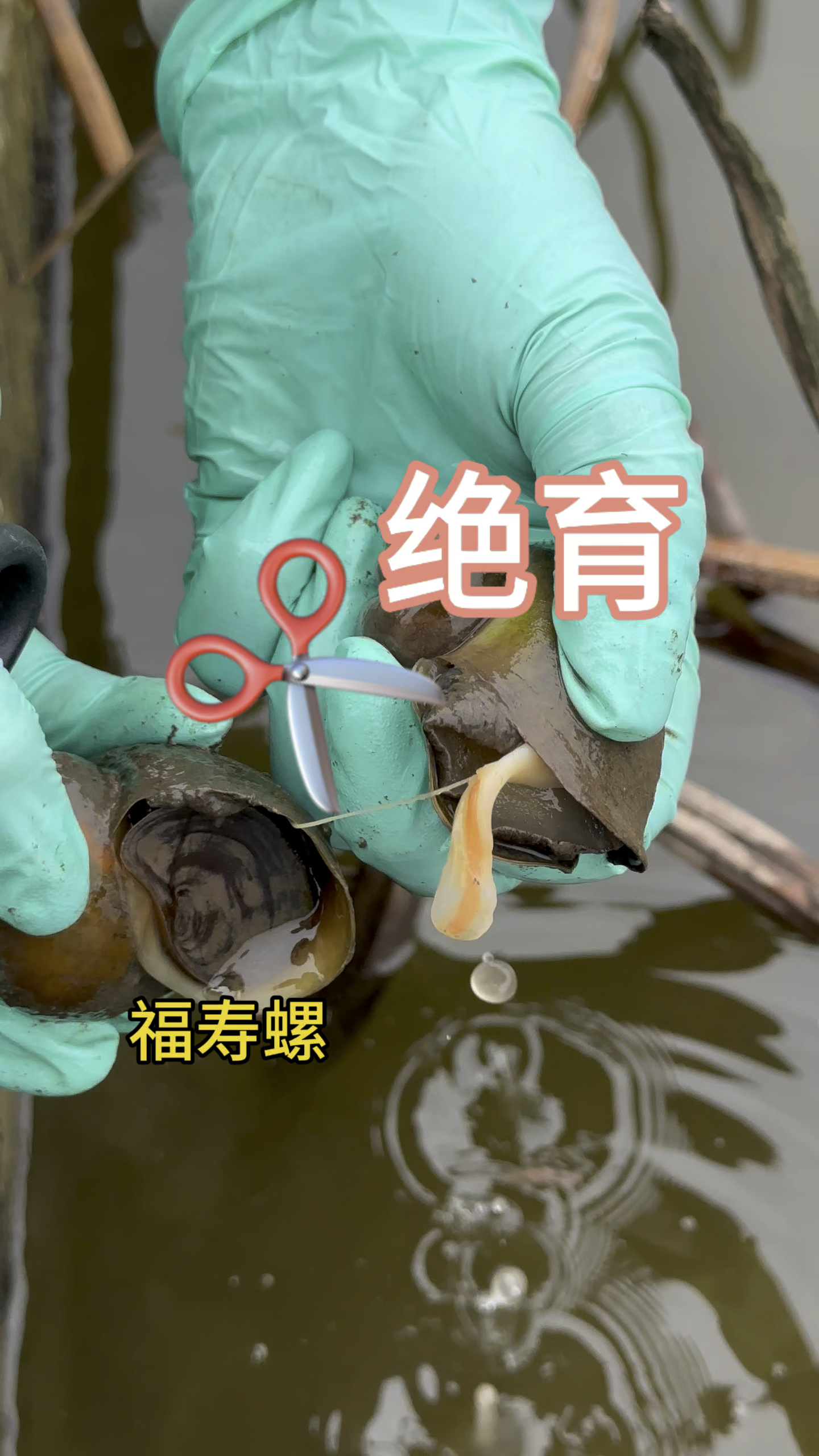 福寿螺里面好像有寄生虫