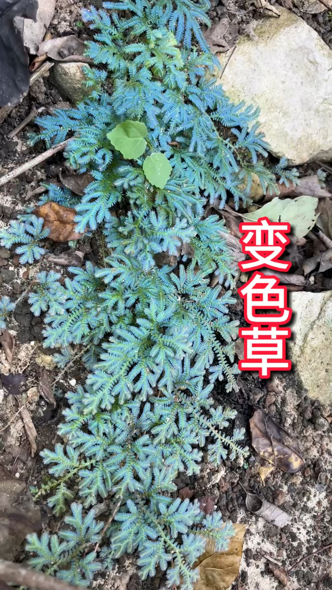 农村生活 一日一植物 翠云草