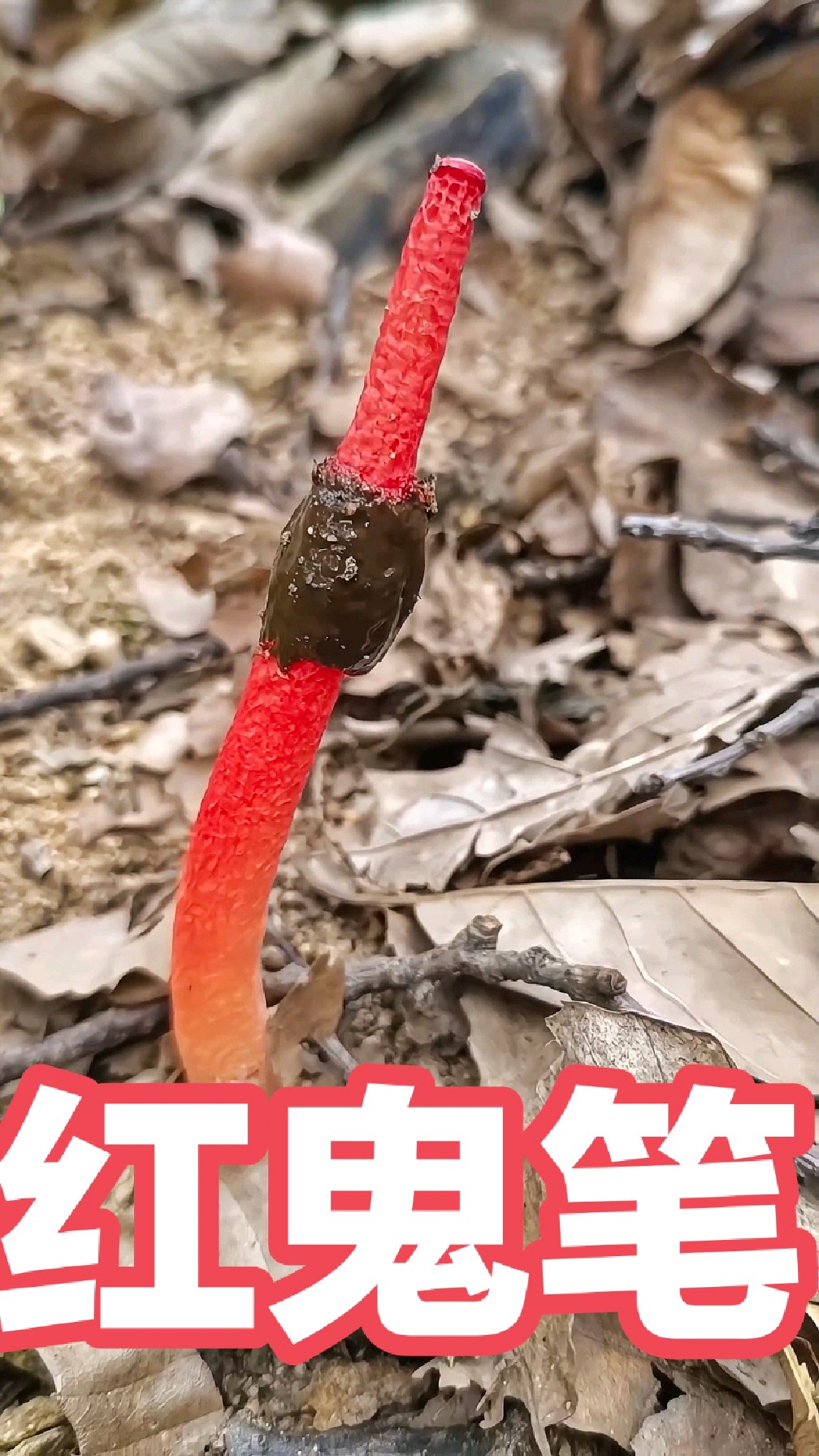 红鬼笔,它朝升暮落,形似神鬼之笔冒出地来,故名鬼笔