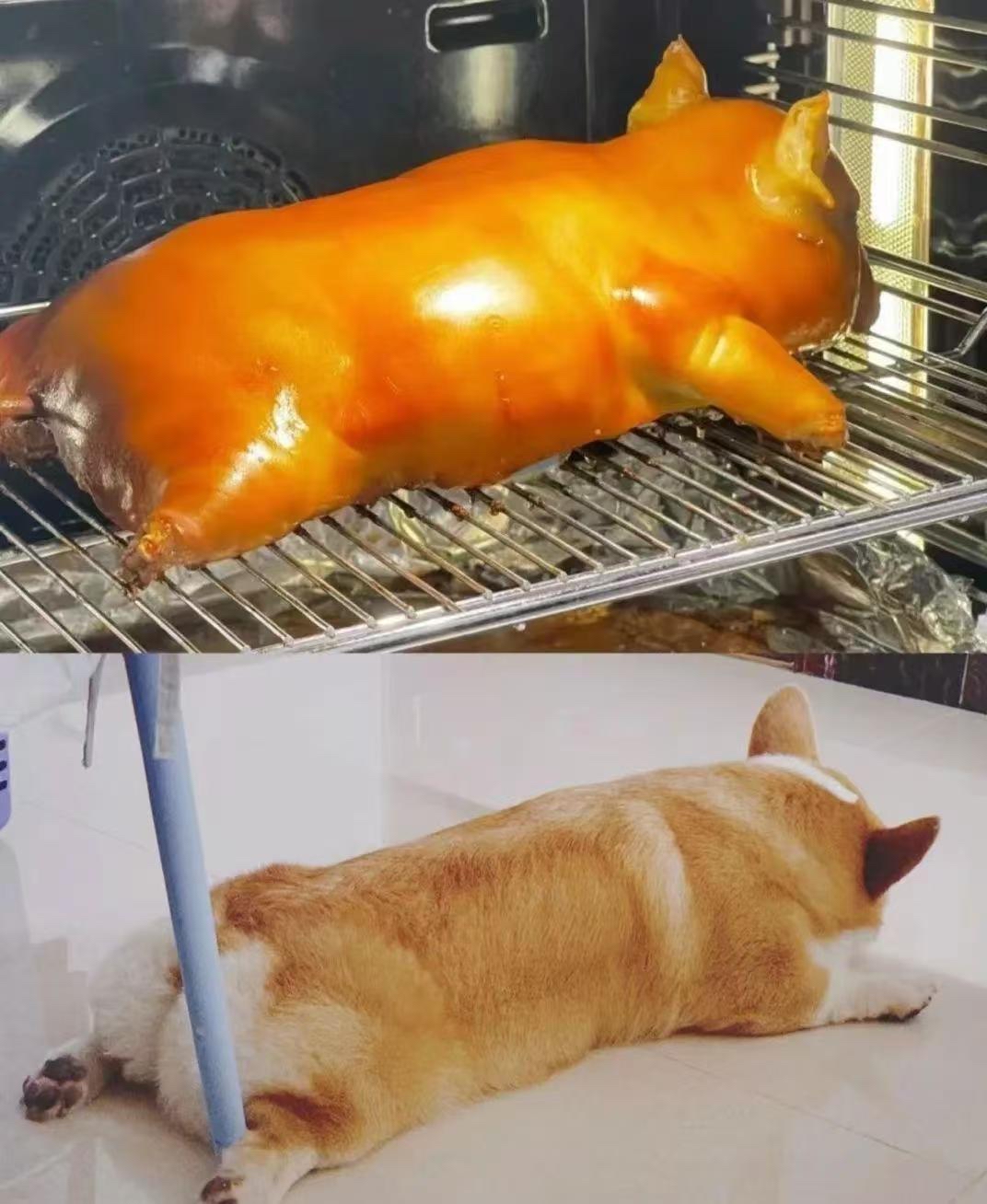 柯基这是要在胖界闯出一片天,让胖柯基胖柯基照片柯基肉柯基猪胖柯基