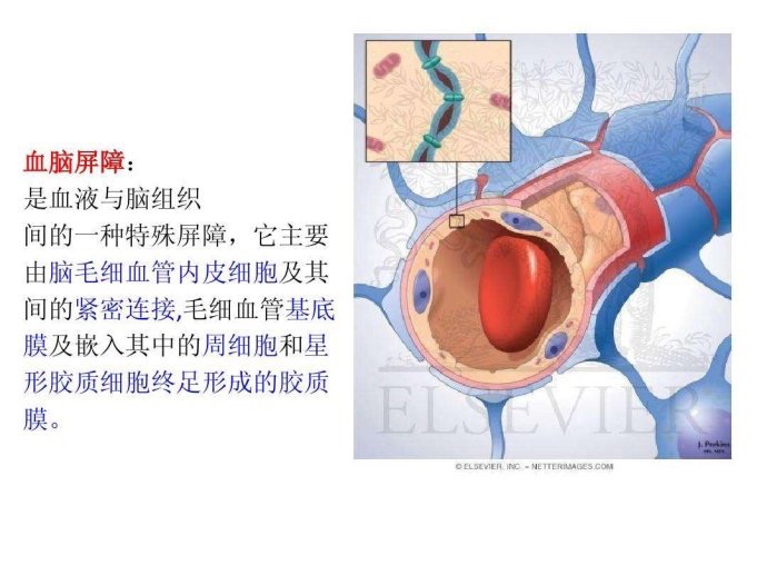 血脑屏障的结构基础图片